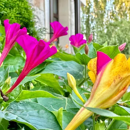 Apartment Menada Imperial Heights *